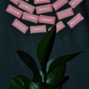 pink gum source image