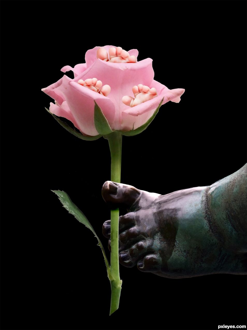 Toes in Rose