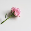 pink rose source image