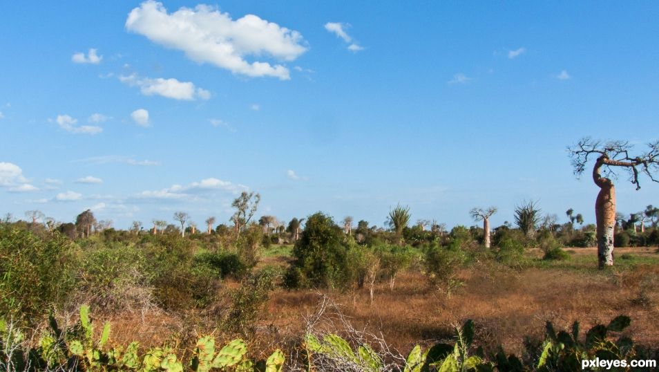 Creation of Baobabs planet: Step 1