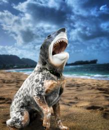 SharkDog