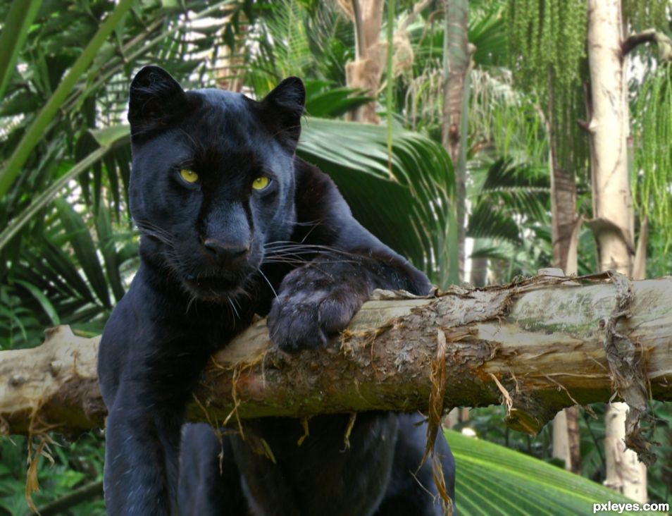 The Panther