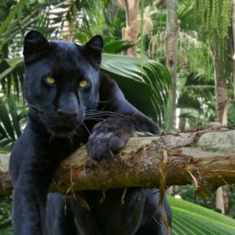 ThePanther