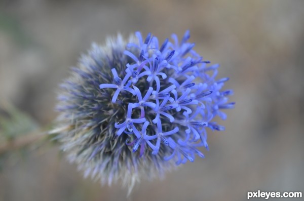 Desert Flower