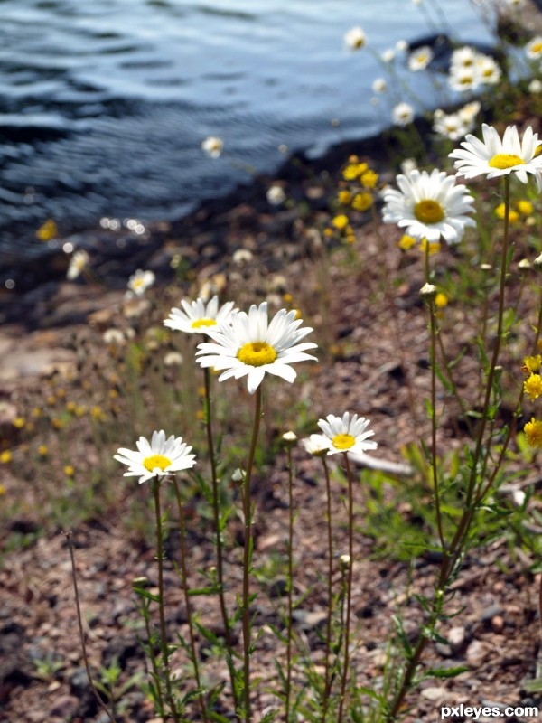 The Field Daisy