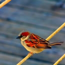 poetry photography contest