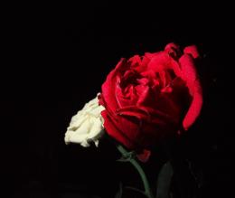 A Red,Red rose