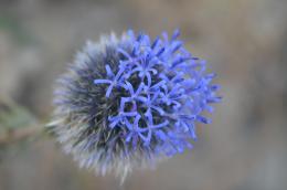 Desert Flower