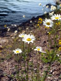 The Field Daisy