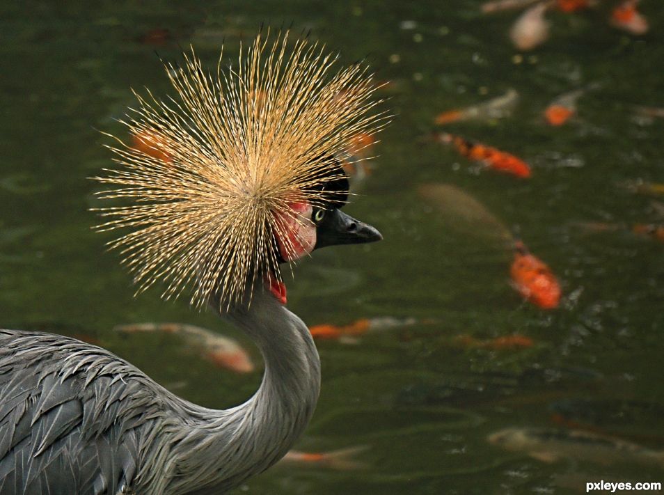 Golden Crown Hen