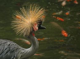 Golden Crown Hen
