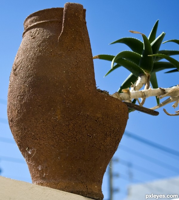 Plant pot