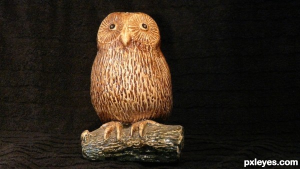 owl