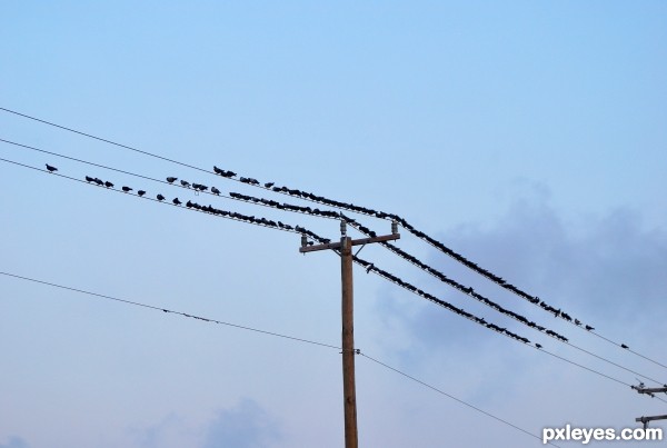 A little pole, a little wire, a lot of birds