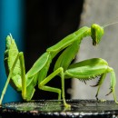 praying mantis photoshop contest