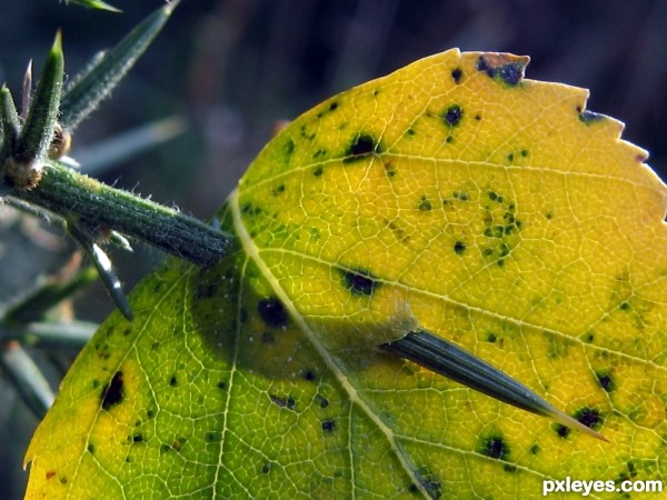 Leaf Stabbing