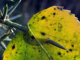 LeafStabbing