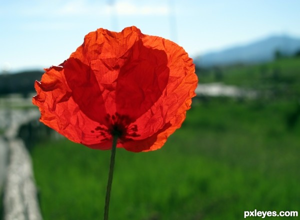 Poppy