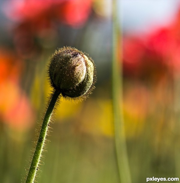 Poppy seed head