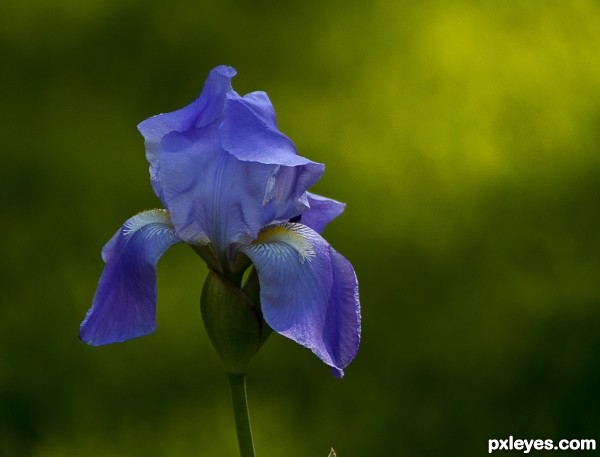 iris