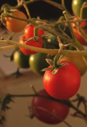 Futuretomatosalad