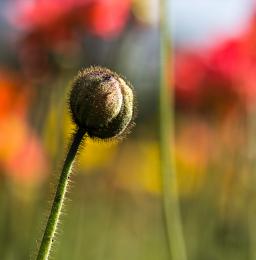 Poppyseedhead