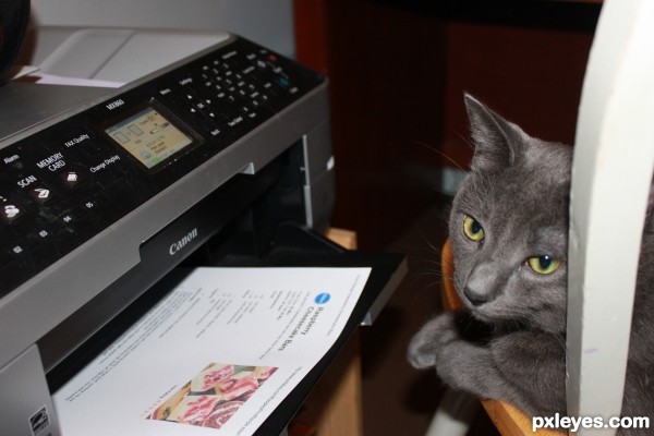 Cat at the Printer