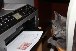 Cat at the Printer