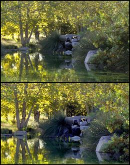 Pond in the Park