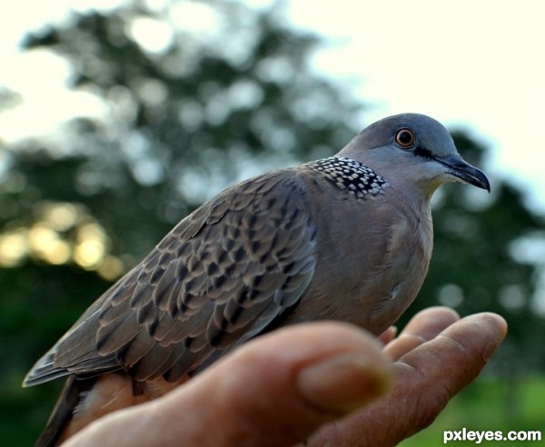 A Bird In Hand