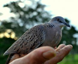 A Bird In Hand