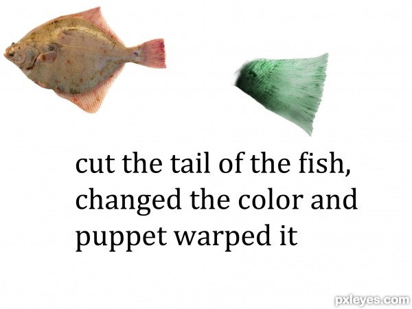 Creation of Mutant fish: Step 4