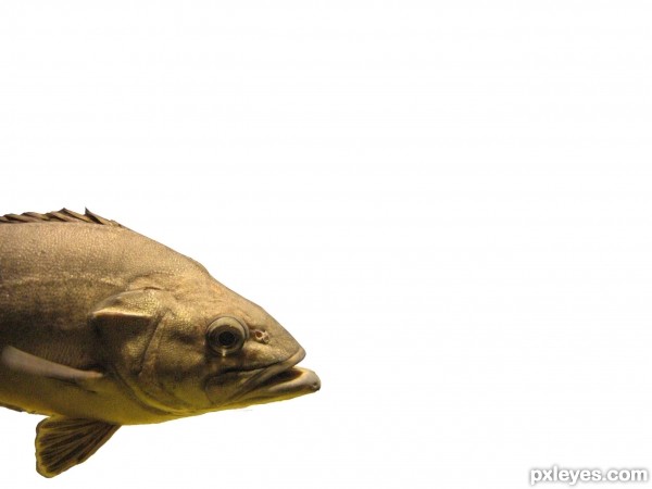 Creation of Come my way little fish: Step 1