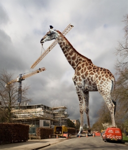 Giraffe crane.