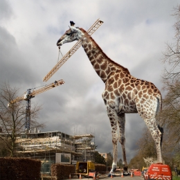 Giraffecrane