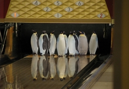 Penguin Bowling