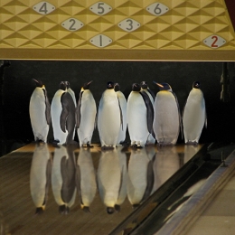 PenguinBowling