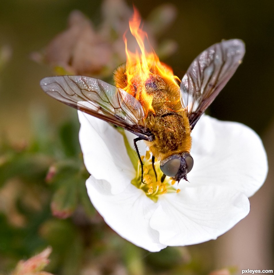 Tasty pollen