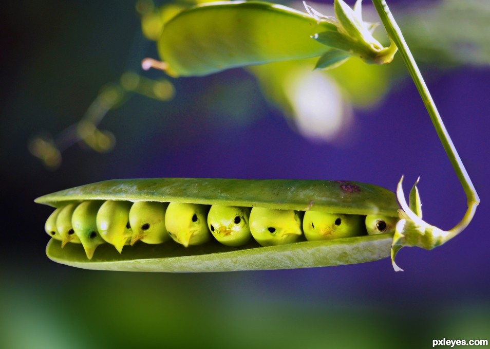 Hatchlings