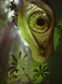 Seed Growth