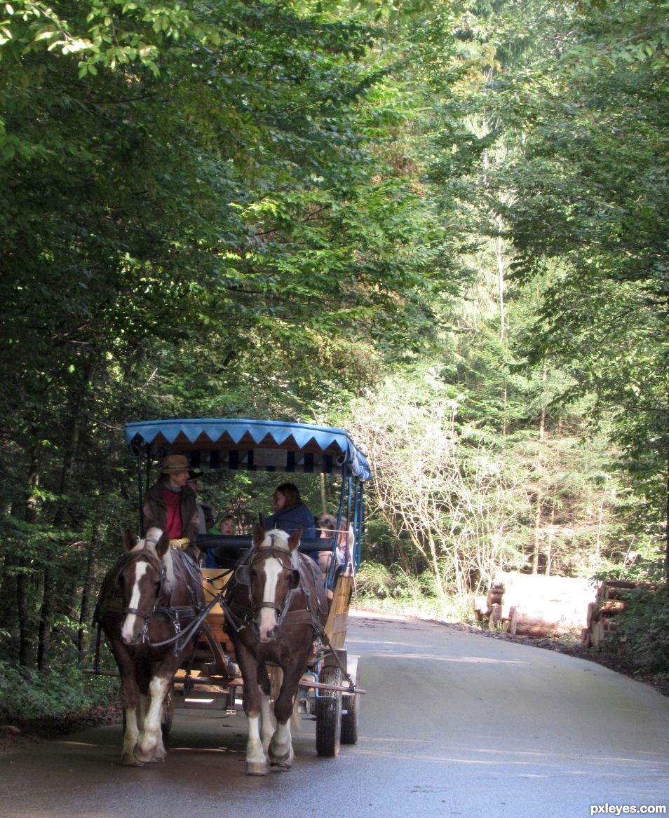 Horse and carriage