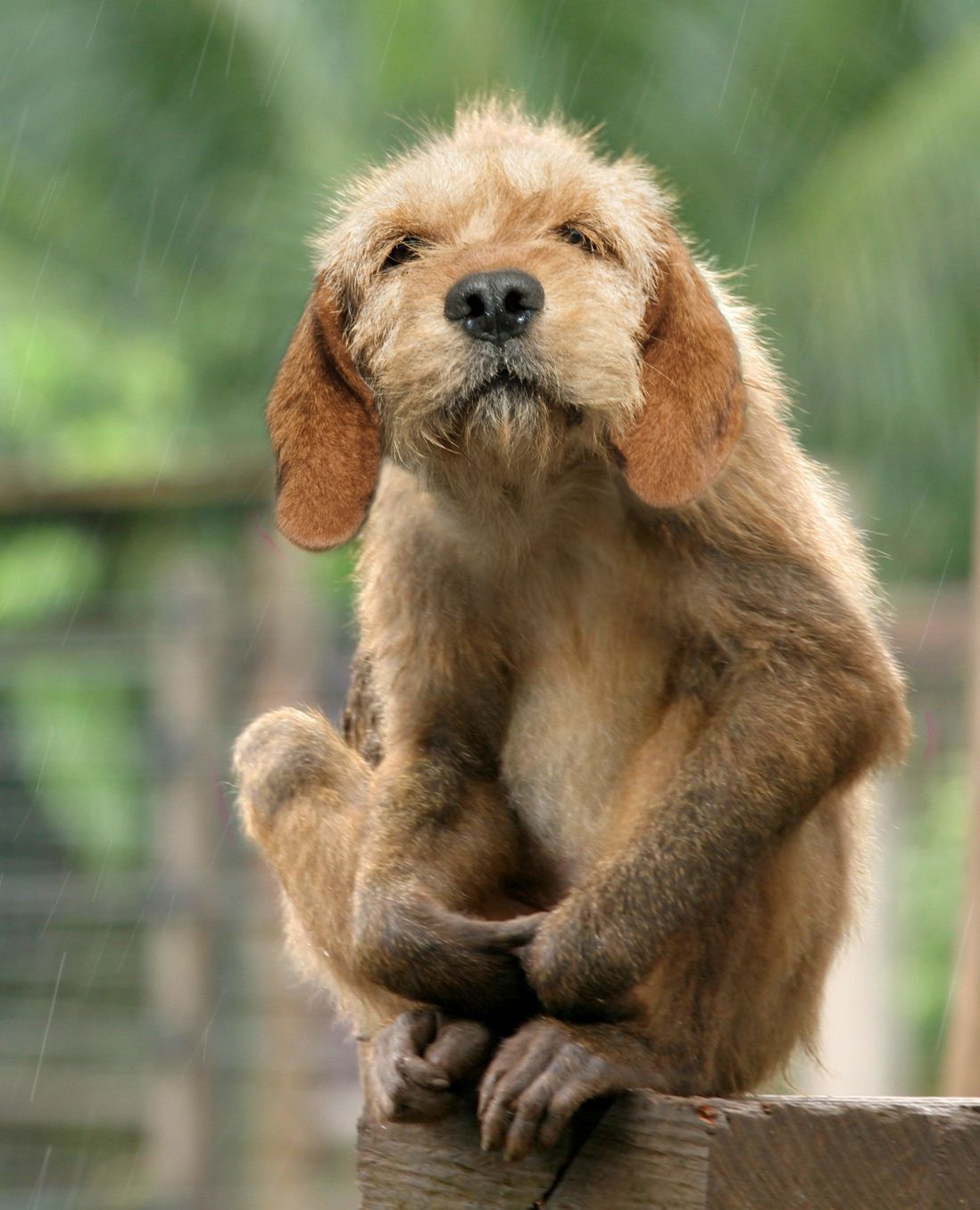 cute picture by puppetized for puppy face photoshop contest