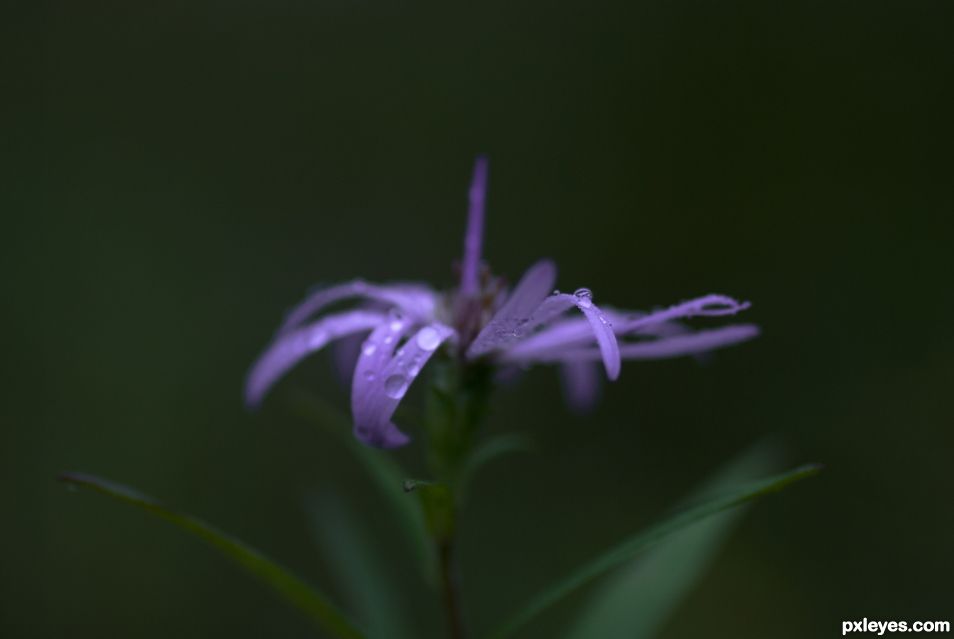 Weeds Can Be Beautiful Too