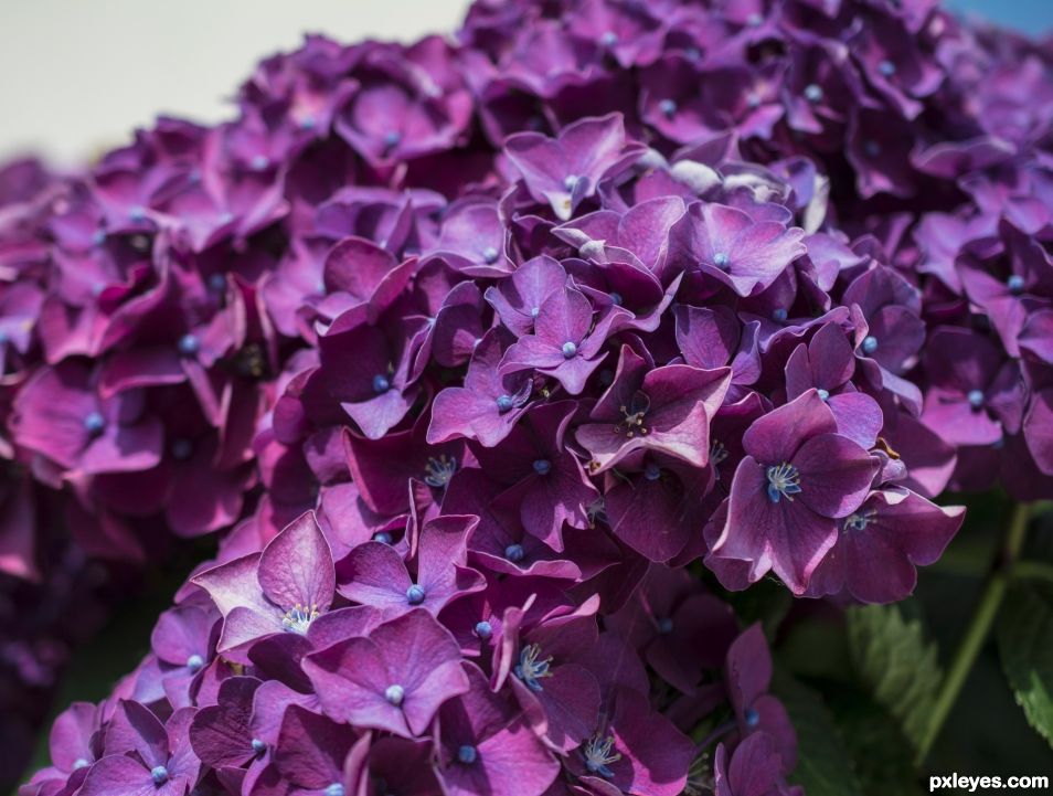 Hydrangea