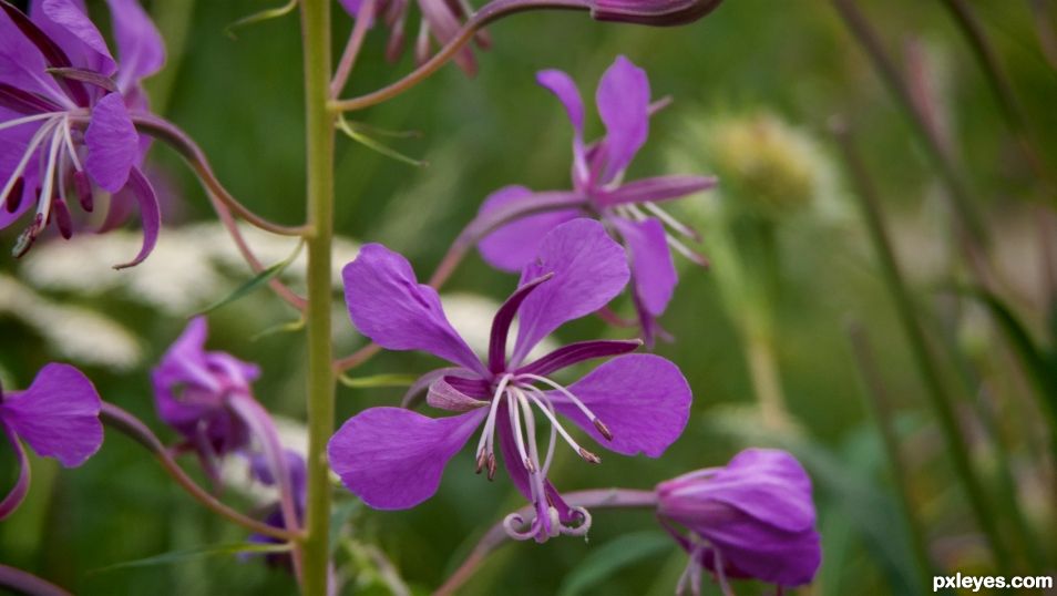 Fireweed