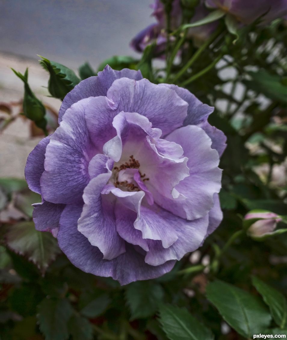 Purple rose