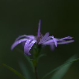 WeedsCanBeBeautifulToo