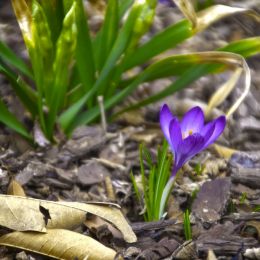 Crocus Picture