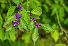 purple berries Picture