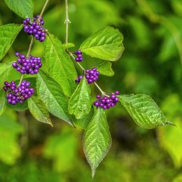 purpleberries